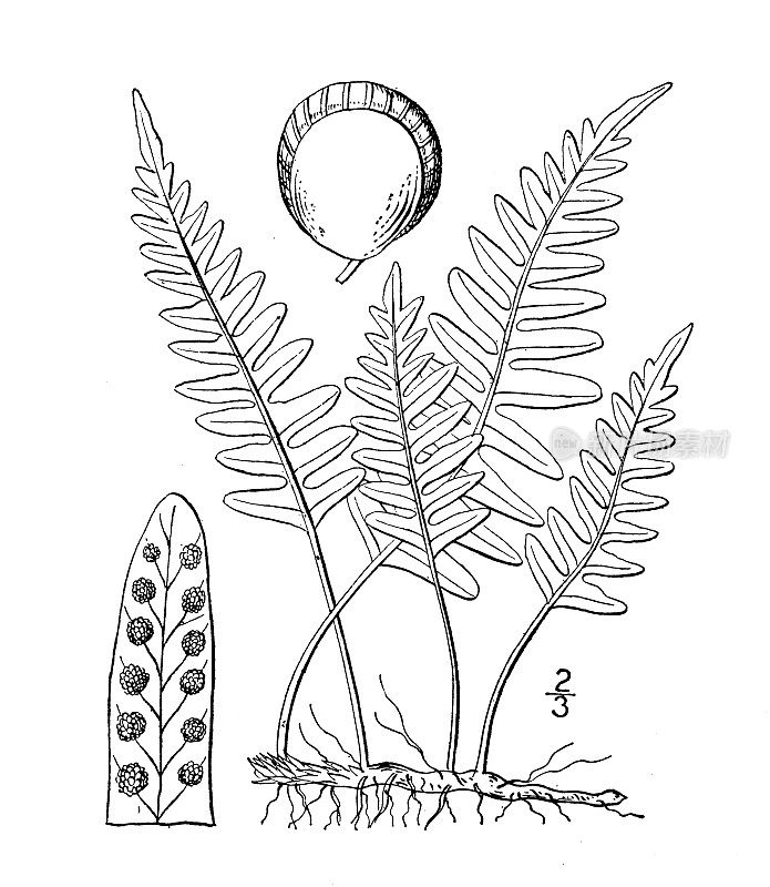 古植物学植物插图:Polypodium vulgare, Common Polypody